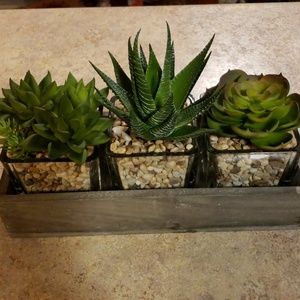 Succulent garden